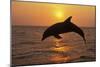 Bottlenosed Dolphin Leaping Out of Water at Sunset-null-Mounted Photographic Print