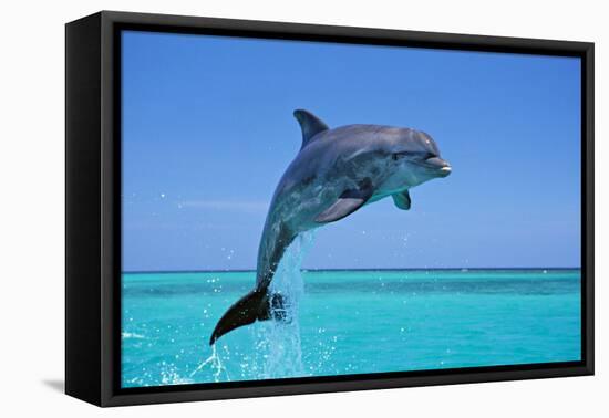Bottlenosed Dolphin Leaping Out of Water-null-Framed Stretched Canvas