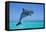 Bottlenosed Dolphin Leaping Out of Water-null-Framed Stretched Canvas