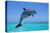 Bottlenosed Dolphin Leaping Out of Water-null-Stretched Canvas