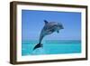 Bottlenosed Dolphin Leaping Out of Water-null-Framed Photographic Print