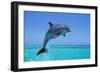 Bottlenosed Dolphin Leaping Out of Water-null-Framed Photographic Print