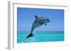 Bottlenosed Dolphin Leaping Out of Water-null-Framed Photographic Print