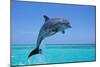 Bottlenosed Dolphin Leaping Out of Water-null-Mounted Photographic Print
