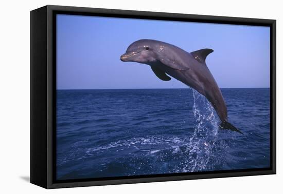 Bottlenosed Dolphin Leaping-DLILLC-Framed Stretched Canvas