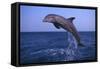 Bottlenosed Dolphin Leaping-DLILLC-Framed Stretched Canvas