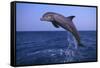 Bottlenosed Dolphin Leaping-DLILLC-Framed Stretched Canvas