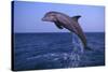 Bottlenosed Dolphin Leaping-DLILLC-Stretched Canvas