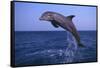 Bottlenosed Dolphin Leaping-DLILLC-Framed Stretched Canvas