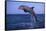 Bottlenosed Dolphin Leaping-DLILLC-Framed Stretched Canvas