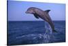 Bottlenosed Dolphin Leaping-DLILLC-Stretched Canvas