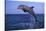 Bottlenosed Dolphin Leaping-DLILLC-Stretched Canvas