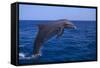 Bottlenosed Dolphin Leaping-DLILLC-Framed Stretched Canvas