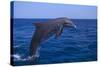 Bottlenosed Dolphin Leaping-DLILLC-Stretched Canvas