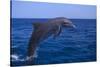 Bottlenosed Dolphin Leaping-DLILLC-Stretched Canvas