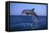 Bottlenosed Dolphin Leaping-DLILLC-Framed Stretched Canvas