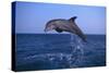 Bottlenosed Dolphin Leaping-DLILLC-Stretched Canvas