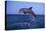 Bottlenosed Dolphin Leaping-DLILLC-Stretched Canvas