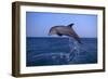 Bottlenosed Dolphin Leaping-DLILLC-Framed Photographic Print