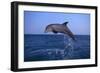 Bottlenosed Dolphin Leaping-DLILLC-Framed Photographic Print