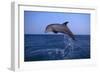 Bottlenosed Dolphin Leaping-DLILLC-Framed Photographic Print