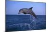 Bottlenosed Dolphin Leaping-DLILLC-Mounted Photographic Print