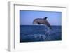 Bottlenosed Dolphin Leaping-DLILLC-Framed Photographic Print