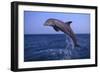 Bottlenosed Dolphin Leaping-DLILLC-Framed Photographic Print