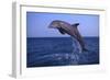 Bottlenosed Dolphin Leaping-DLILLC-Framed Photographic Print