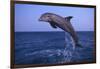 Bottlenosed Dolphin Leaping-DLILLC-Framed Photographic Print