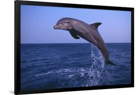 Bottlenosed Dolphin Leaping-DLILLC-Framed Photographic Print