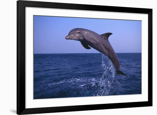 Bottlenosed Dolphin Leaping-DLILLC-Framed Photographic Print