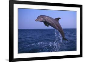 Bottlenosed Dolphin Leaping-DLILLC-Framed Photographic Print