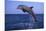 Bottlenosed Dolphin Leaping-DLILLC-Mounted Photographic Print