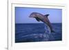 Bottlenosed Dolphin Leaping-DLILLC-Framed Photographic Print