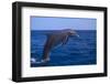 Bottlenosed Dolphin Leaping-DLILLC-Framed Photographic Print