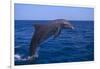 Bottlenosed Dolphin Leaping-DLILLC-Framed Photographic Print