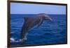 Bottlenosed Dolphin Leaping-DLILLC-Framed Photographic Print