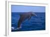 Bottlenosed Dolphin Leaping-DLILLC-Framed Photographic Print