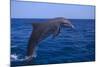 Bottlenosed Dolphin Leaping-DLILLC-Mounted Photographic Print