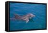 Bottlenosed Dolphin Swimming-DLILLC-Framed Stretched Canvas