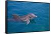 Bottlenosed Dolphin Swimming-DLILLC-Framed Stretched Canvas