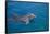 Bottlenosed Dolphin Swimming-DLILLC-Framed Stretched Canvas