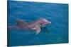 Bottlenosed Dolphin Swimming-DLILLC-Stretched Canvas