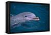 Bottlenosed Dolphin Swimming-DLILLC-Framed Stretched Canvas