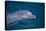 Bottlenosed Dolphin Swimming-DLILLC-Stretched Canvas