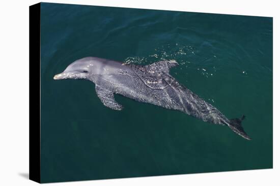 Bottlenosed Dolphin Swimming-DLILLC-Stretched Canvas