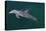 Bottlenosed Dolphin Swimming-DLILLC-Stretched Canvas