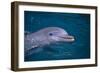 Bottlenosed Dolphin Swimming-DLILLC-Framed Photographic Print