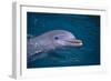 Bottlenosed Dolphin Swimming-DLILLC-Framed Photographic Print